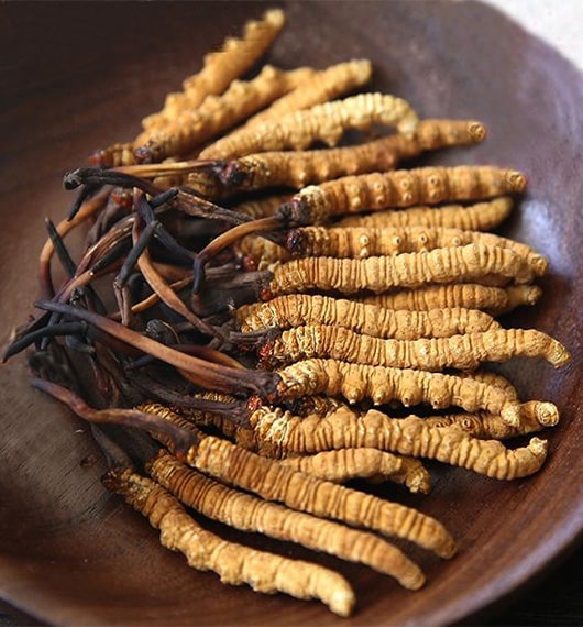 Chinese cordyceps in What Does